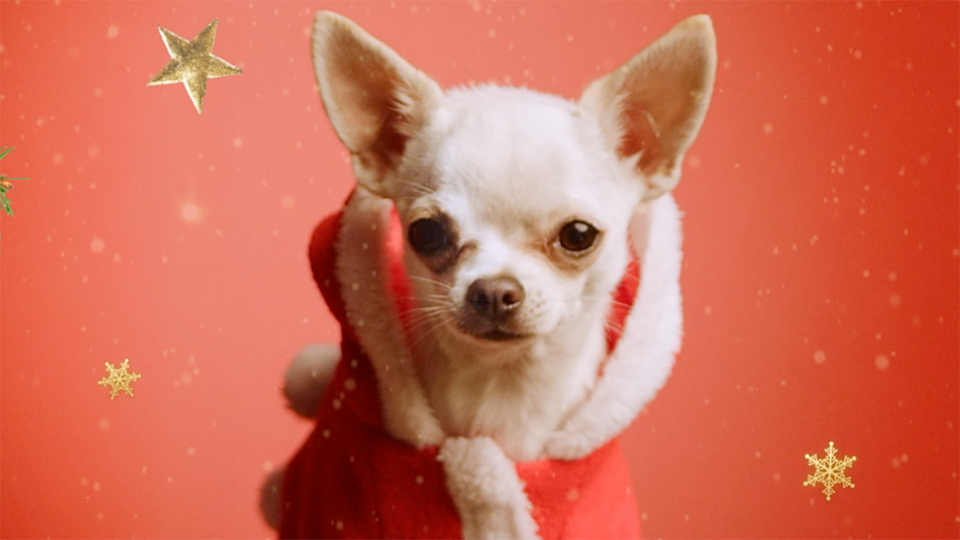 close up of white Chihuahua dressed as Santa clause on the red background with golden snowflakes around it, a still frame from x-mas Instagram video and facebook video for Faktoria win